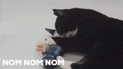 TamadoriCollection  GIF