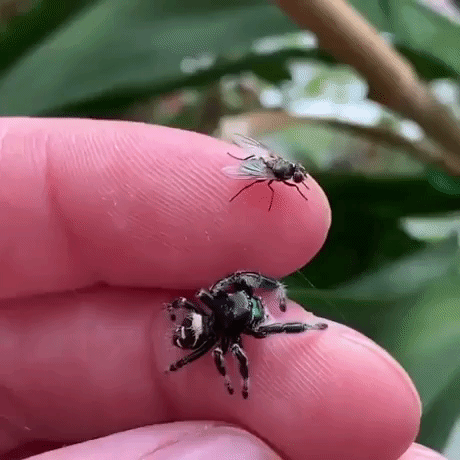 jumping spider fly GIF