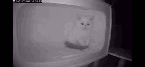DedasNextRp giphygifmaker GIF