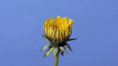 dandelion GIF