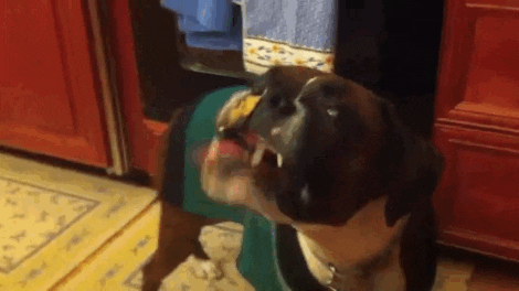 Americas Funniest Home Videos GIF by AFV Pets