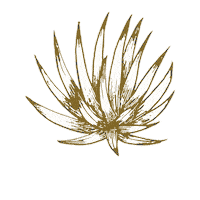 Mezcal Agave Sticker by Santa Sabia Media