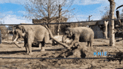 KniesKinderzoo zoo elefant zirkus rapperswil GIF