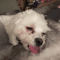 torypink cute dog sleepy awwwww GIF