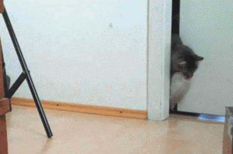 Akonite  GIF