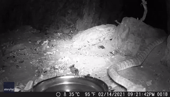 Rattlesnake Ready for Its Closeup at Arizona Trail Camera