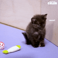 Netflix Cats GIF by BuzzFeed