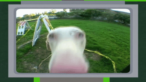 dog spinning GIF by South Park 