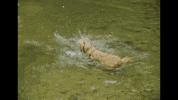 Dog Digging GIF by Valley Maker