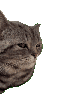 Cat Iris Sticker by smartibapp