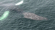 time eat whale hqg GIF