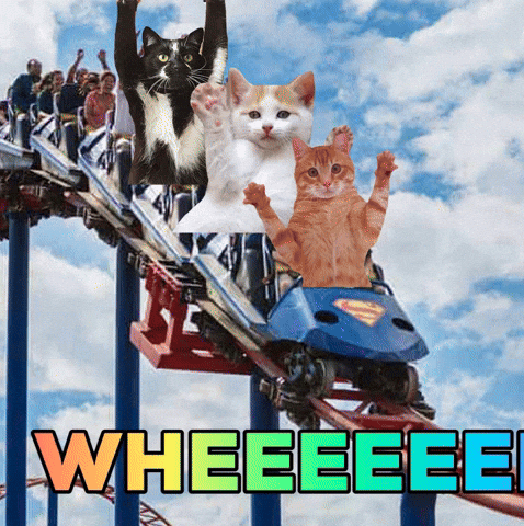 Cats Adventure GIF by Nebraska Humane Society