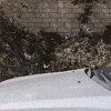 fu middle finger GIF