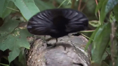 bbc GIF