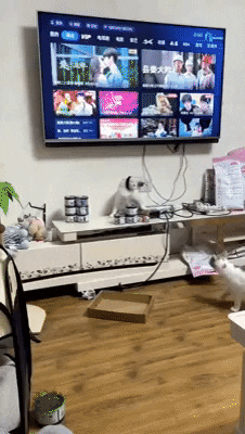 cuteanimalland giphyupload GIF