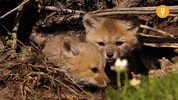 Playing Baby Animals GIF by CuriosityStream