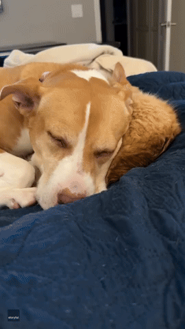 'Best of Friends': Cat and Dog Cuddle Up in Unlikely Pairing