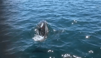 Dolphins Swim Near Boat Off English Isles of Scilly