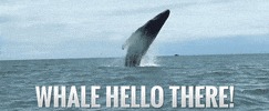 Whale Hello GIF