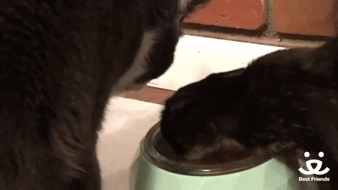 bestfriends giphygifmaker food cats eat GIF