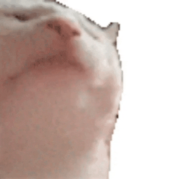 guillermoveraayala giphyupload cat dancing groove GIF