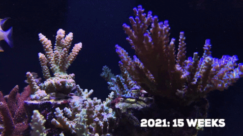 xiaoxiy giphygifmaker GIF