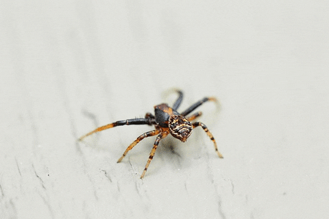 spider GIF