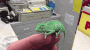 Video gif. A very, very tiny chameleon sits on someone’s finger tips. It’s eyes dart the room as if to avoid eye contact. 