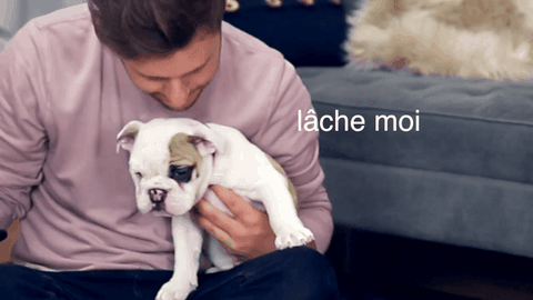 internet bulldog GIF