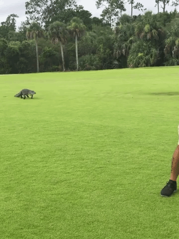 Florida Golfer Remains Unfazed by Alligator