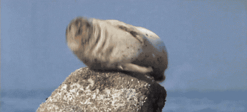 Seal Hiccuping GIF