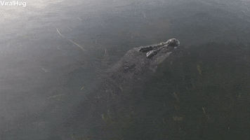 Saltwater Crocodile Slowly Disappears GIF by ViralHog