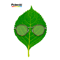 Keep Calm Green Leaf Sticker by Polaroid Eyewear