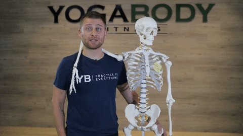 Skeleton Anatomy GIF by YOGABODY