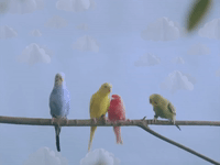 pell chirpin' GIF by Payday Records