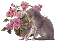 cats STICKER