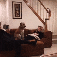 Dog GIF
