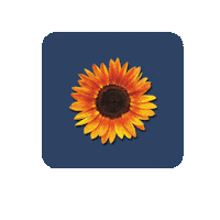 Bom Dia Freud Sticker by psicanartes