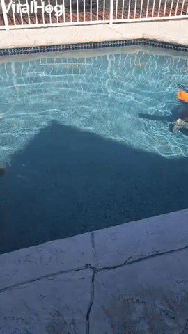 Using Pool Noodles to Keep Golden Floating