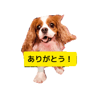 Dog Cavalierkingcharlesspaniel Sticker