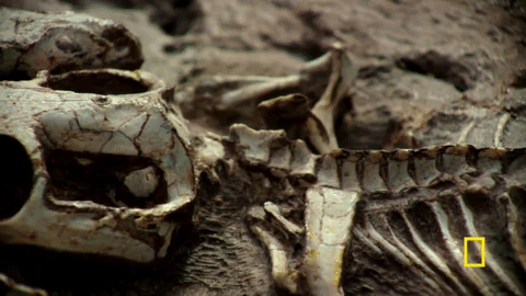 one strange rock GIF by National Geographic Channel
