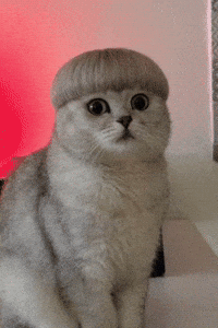 Cute Cat GIF