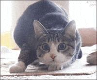 afternoon spca GIF