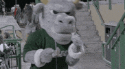 Boxing Bulls GIF by USF Athletics
