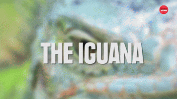 7 Weirdly Awesome Pets You Can Own