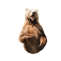 Gymkuma kuma gymkuma kumanation beabear Sticker