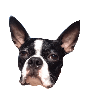 boston terrior STICKER by imoji