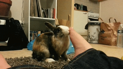 bunny licking GIF