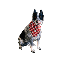 Cattle Dog Sticker by Geekster Pets