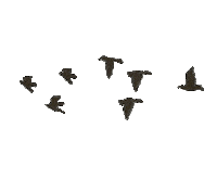 black and white bird STICKER